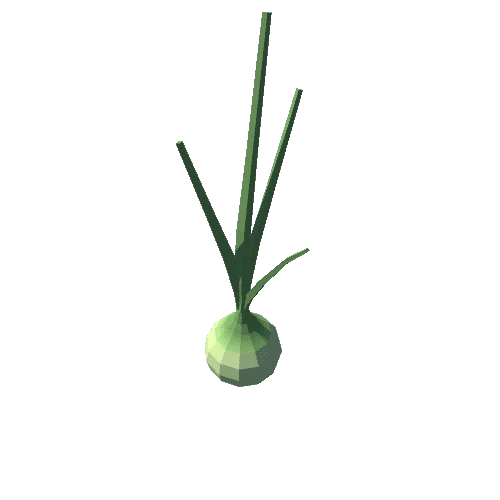 Onion Plant